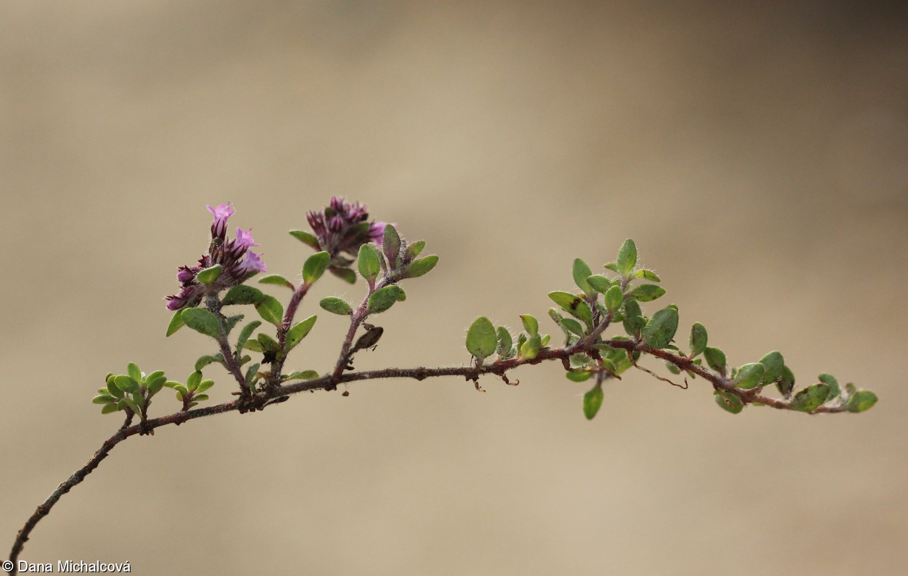 Thymus praecox subsp. praecox – mateřídouška časná pravá