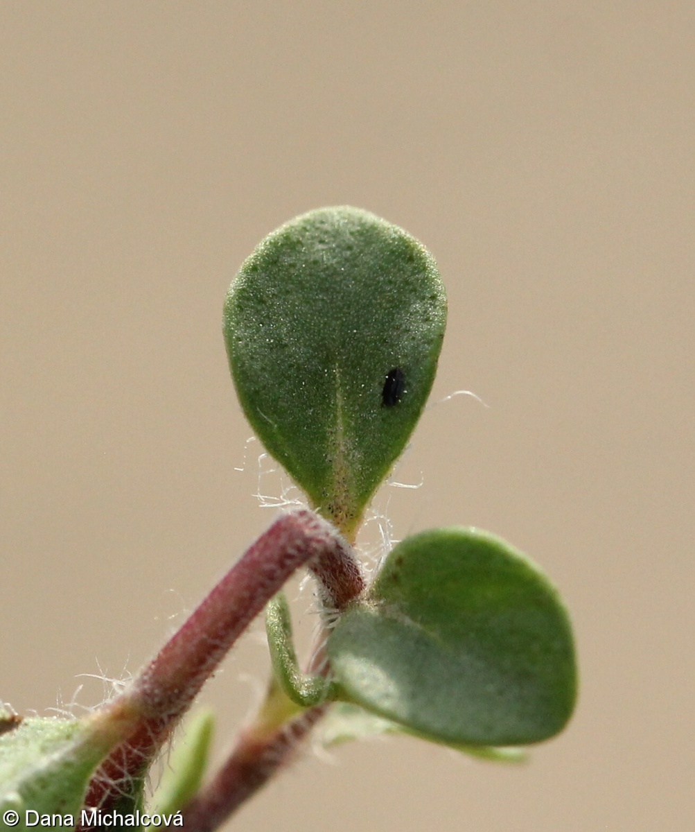 Thymus praecox subsp. praecox – mateřídouška časná pravá