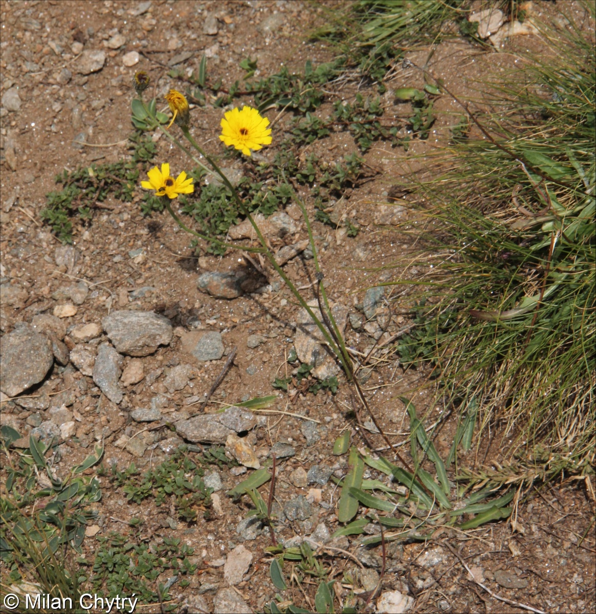 Tolpis staticifolia – škardovka trávničkolistá