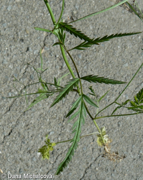 Torilis arvensis – tořice rolní