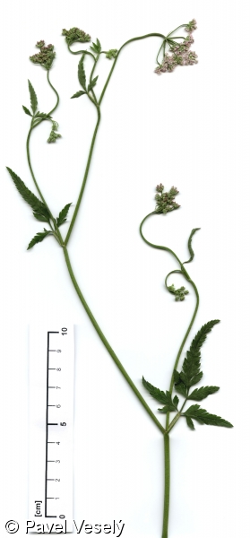 Torilis japonica – tořice japonská