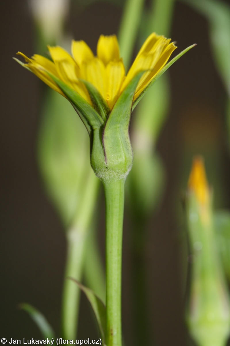 Tragopogon pratensis subsp. pratensis – kozí brada luční pravá