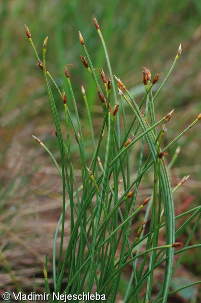 Trichophorum cespitosum – suchopýrek trsnatý