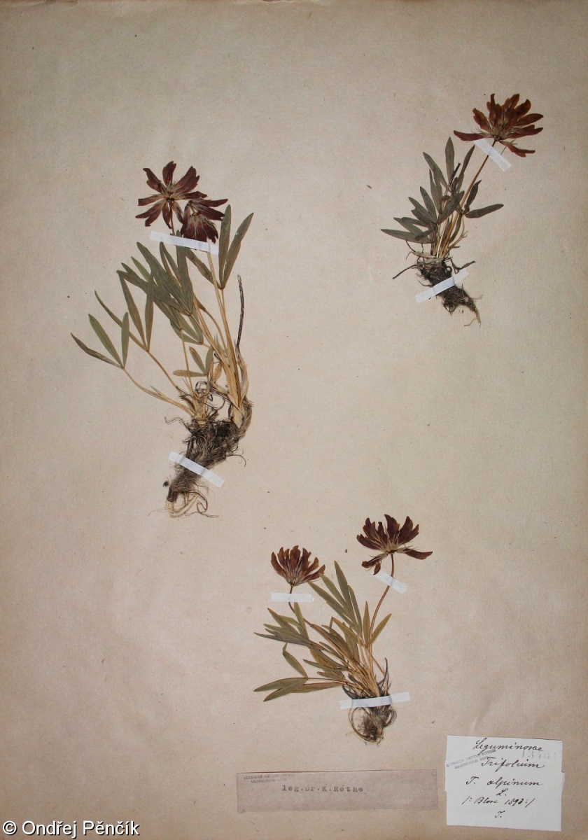 Trifolium alpinum – jetel alpský
