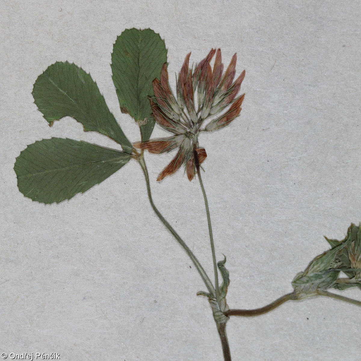 Trifolium angulatum – jetel hranatý