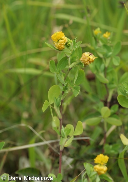 Trifolium aureum – jetel zlatý