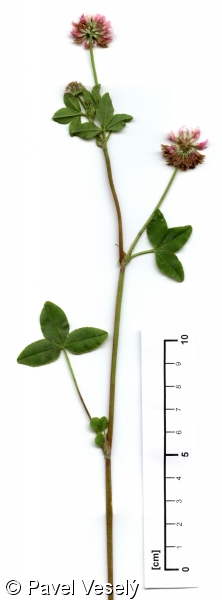 Trifolium hybridum – jetel zvrhlý