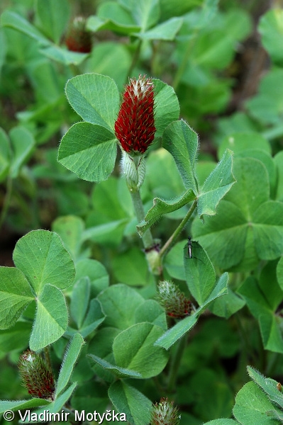 Trifolium incarnatum subsp. incarnatum – jetel inkarnát pravý