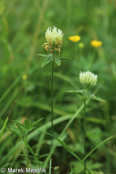 Trifolium ochroleucon – jetel bledožlutý