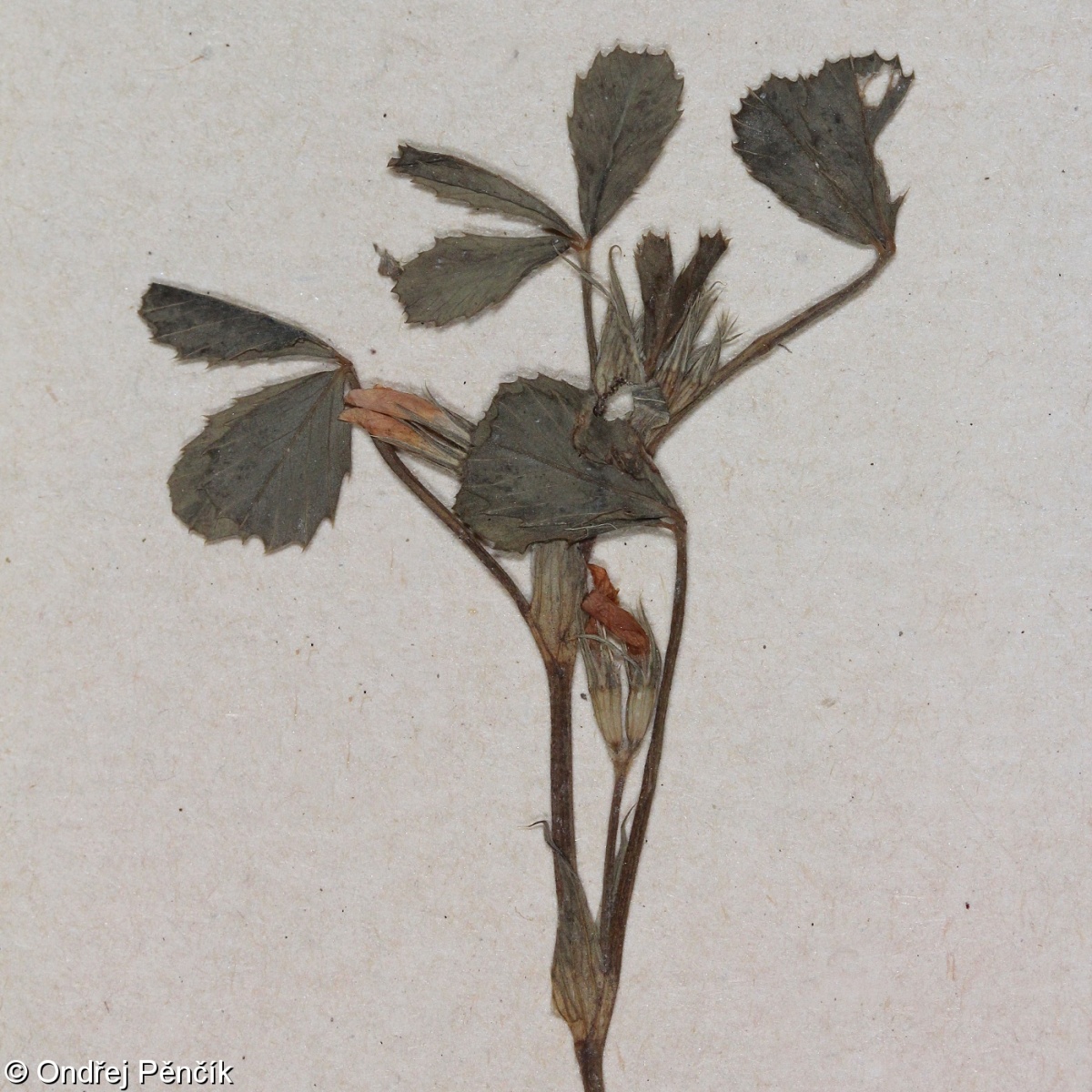 Trifolium ornithopodioides – jetel nízký