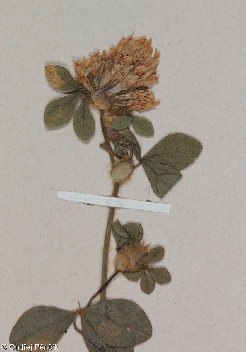 Trifolium pallidum – jetel bledý