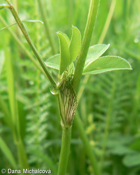 Trifolium pratense – jetel luční