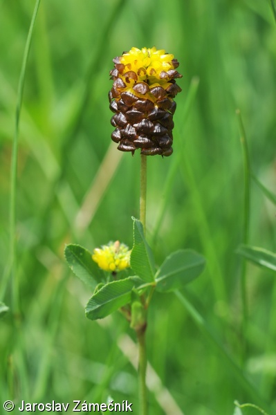 Trifolium spadiceum – jetel kaštanový