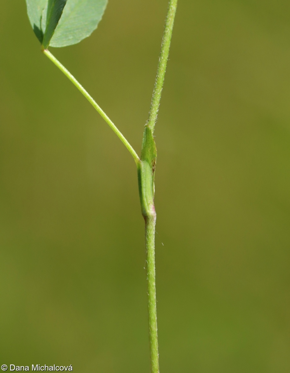 Trifolium spadiceum – jetel kaštanový