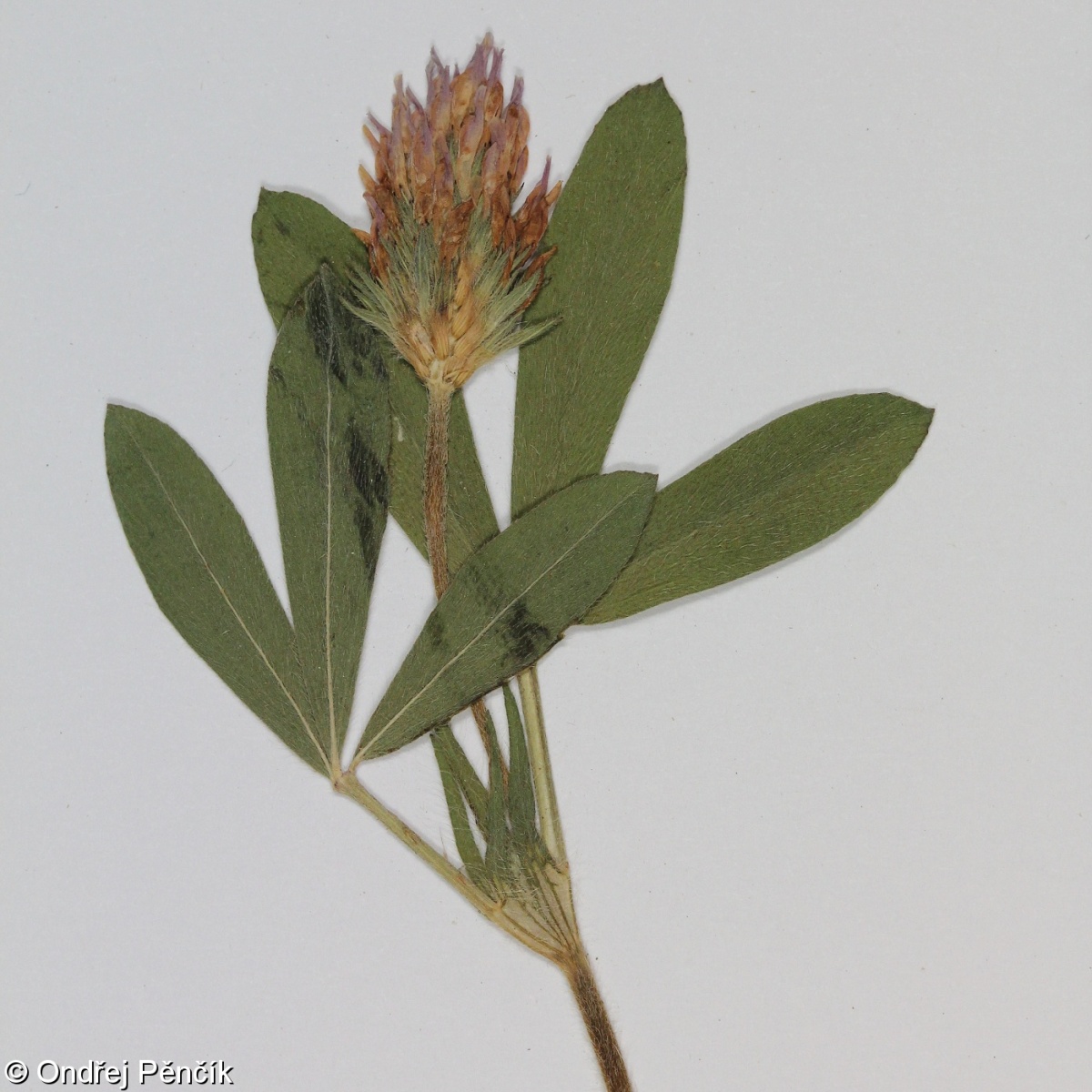 Trifolium squamosum – jetel šupinatý