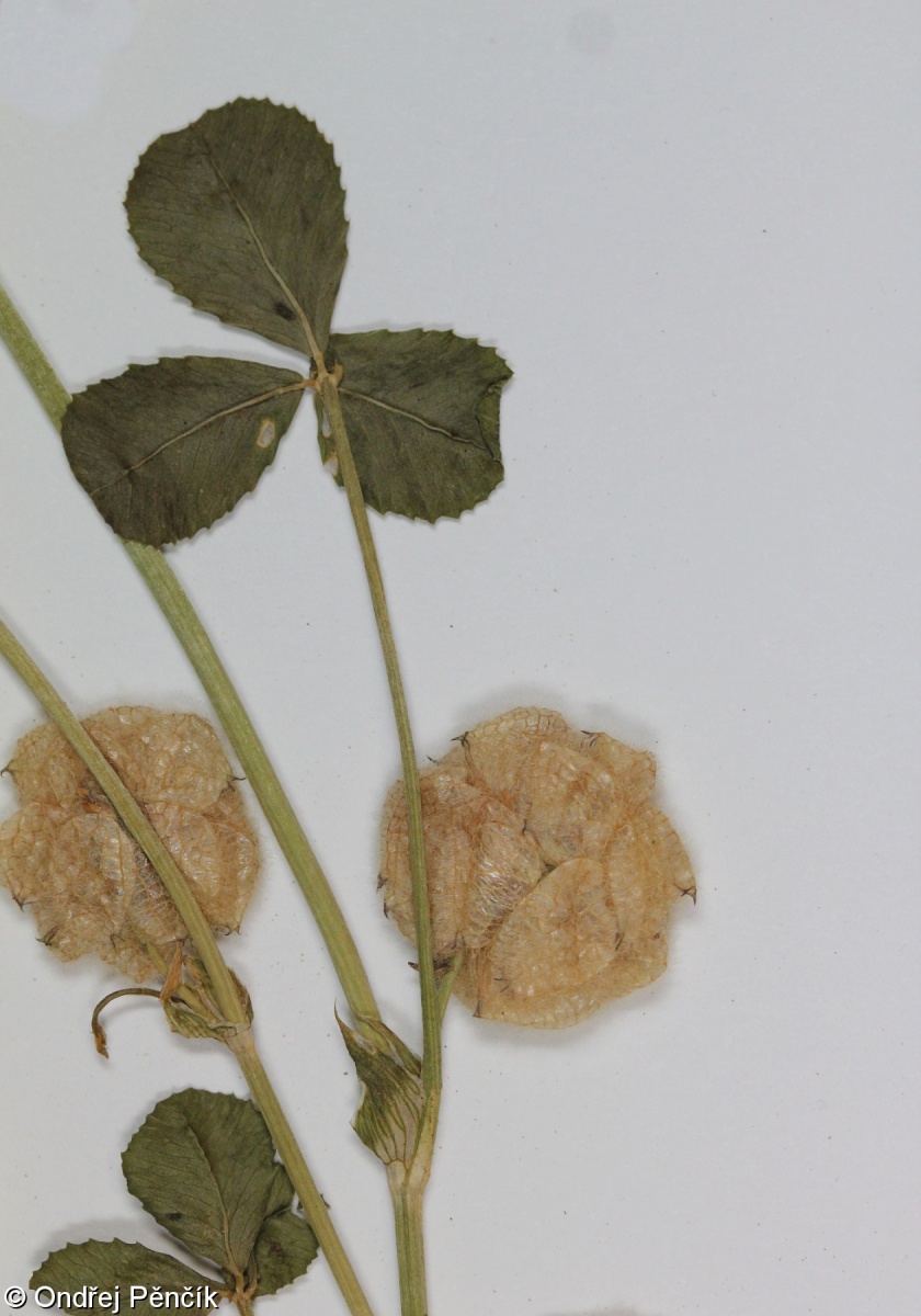 Trifolium tomentosum – jetel plstnatý