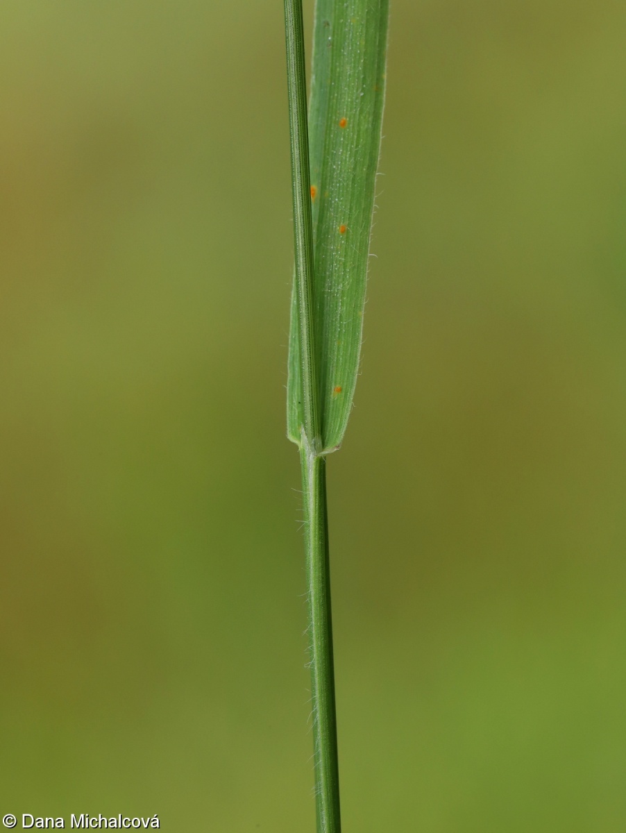Trisetum flavescens – trojštět žlutavý