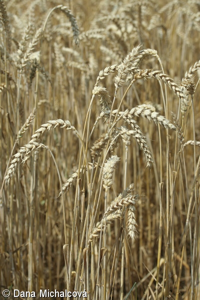 Triticum aestivum Aestivum Group – pšenice