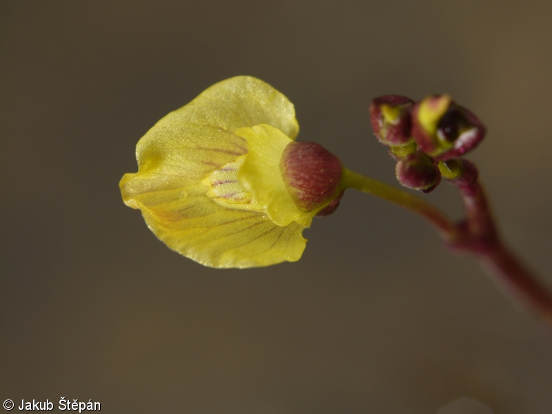 Utricularia bremii – bublinatka vícekvětá, bublinatka Bremova