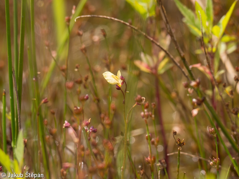 Utricularia bremii – bublinatka vícekvětá, bublinatka Bremova