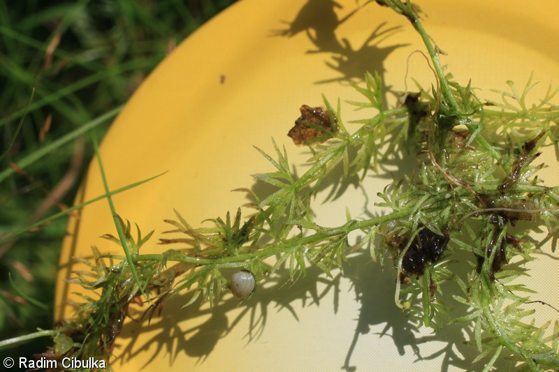 Utricularia ochroleuca – bublinatka bledožlutá