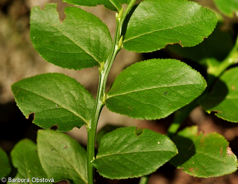 Vaccinium myrtillus – brusnice borůvka, borůvka