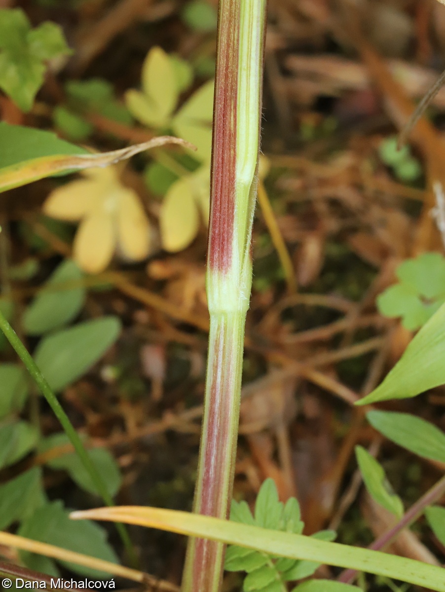 Valeriana excelsa subsp. sambucifolia – kozlík výběžkatý bezolistý
