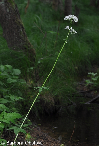 Valeriana excelsa subsp. sambucifolia – kozlík výběžkatý bezolistý