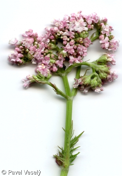 Valeriana officinalis – kozlík lékařský
