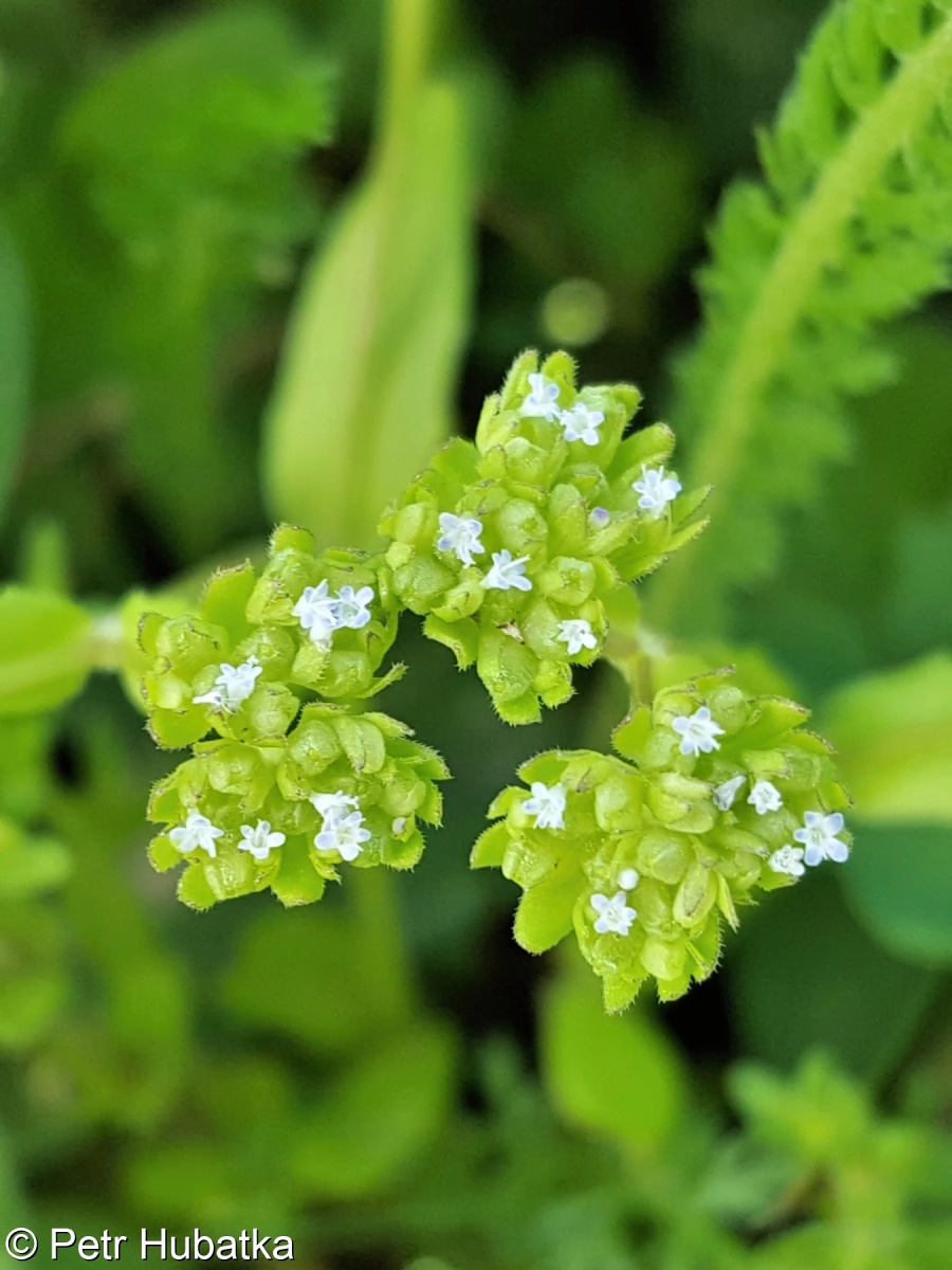 Valerianella carinata – kozlíček kýlnatý