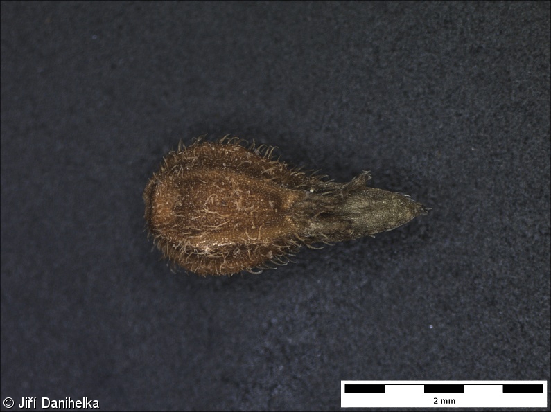 Valerianella dentata subsp. eriosperma – kozlíček zubatý vlnoplodý