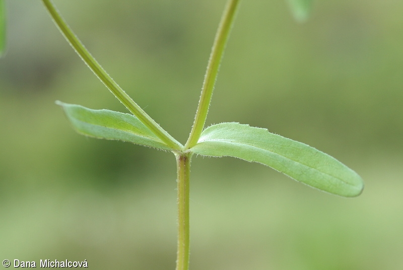 Valerianella locusta – kozlíček polníček