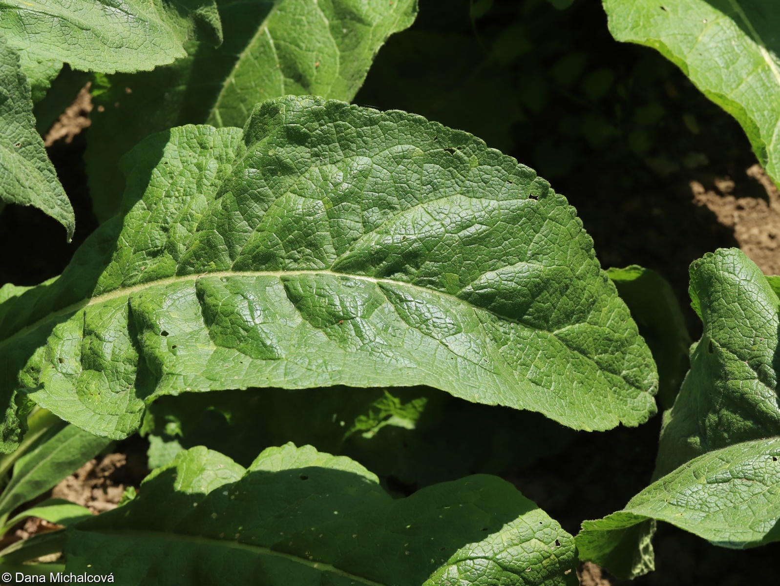 Verbascum densiflorum – divizna velkokvětá