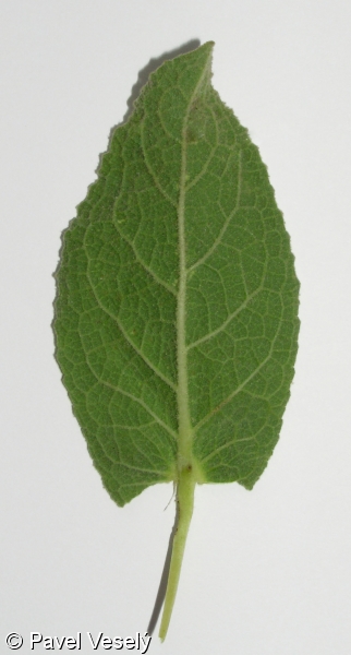 Verbascum phlomoides – divizna sápovitá
