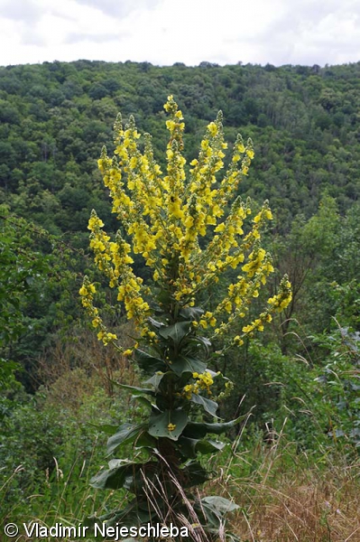 Verbascum speciosum subsp. speciosum – divizna ozdobná pravá