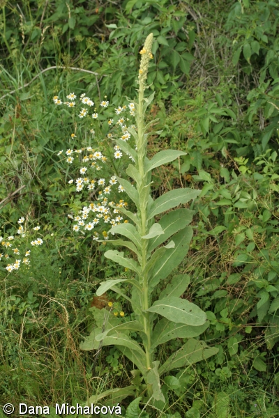 Verbascum thapsus subsp. thapsus – divizna malokvětá pravá