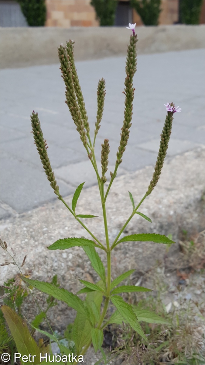 Verbena hastata – sporýš hustokvětý