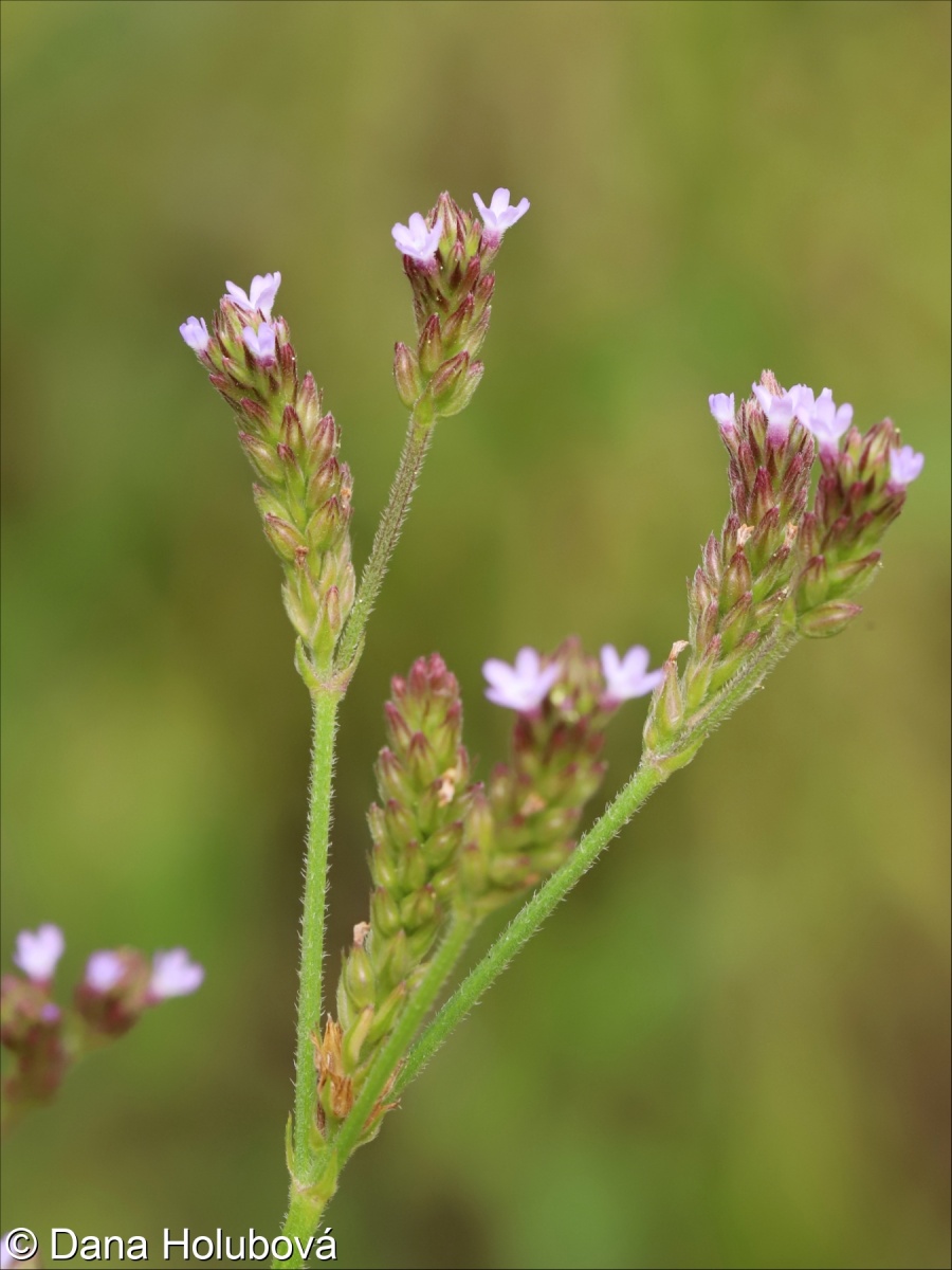 Verbena incompta – sporýš malokvětý