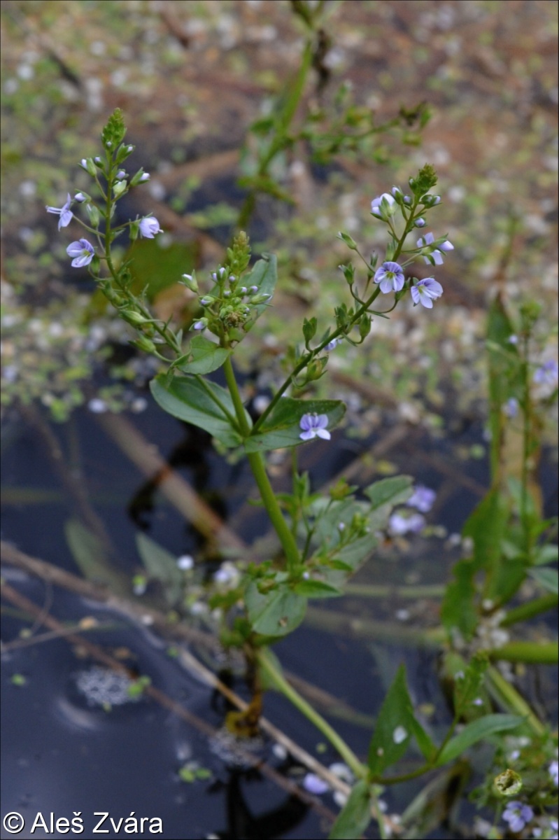 Veronica anagallis-aquatica subsp. anagallis-aquatica – rozrazil drchničkovitý pravý