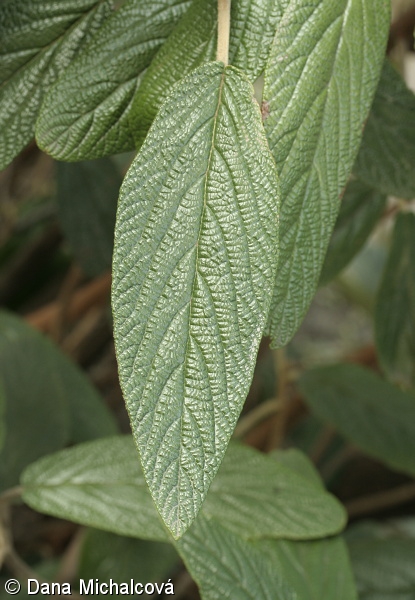 Viburnum rhytidophyllum – kalina svraskalá