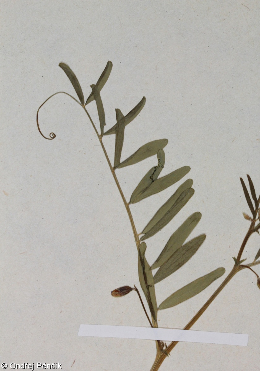 Vicia articulata – vikev článkovaná