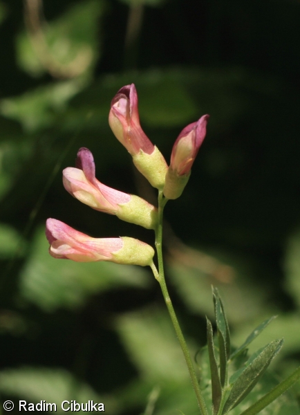Vicia dumetorum – vikev křovištní