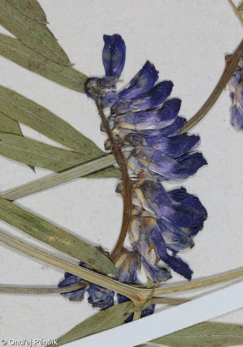 Vicia oreophila – vikev horská