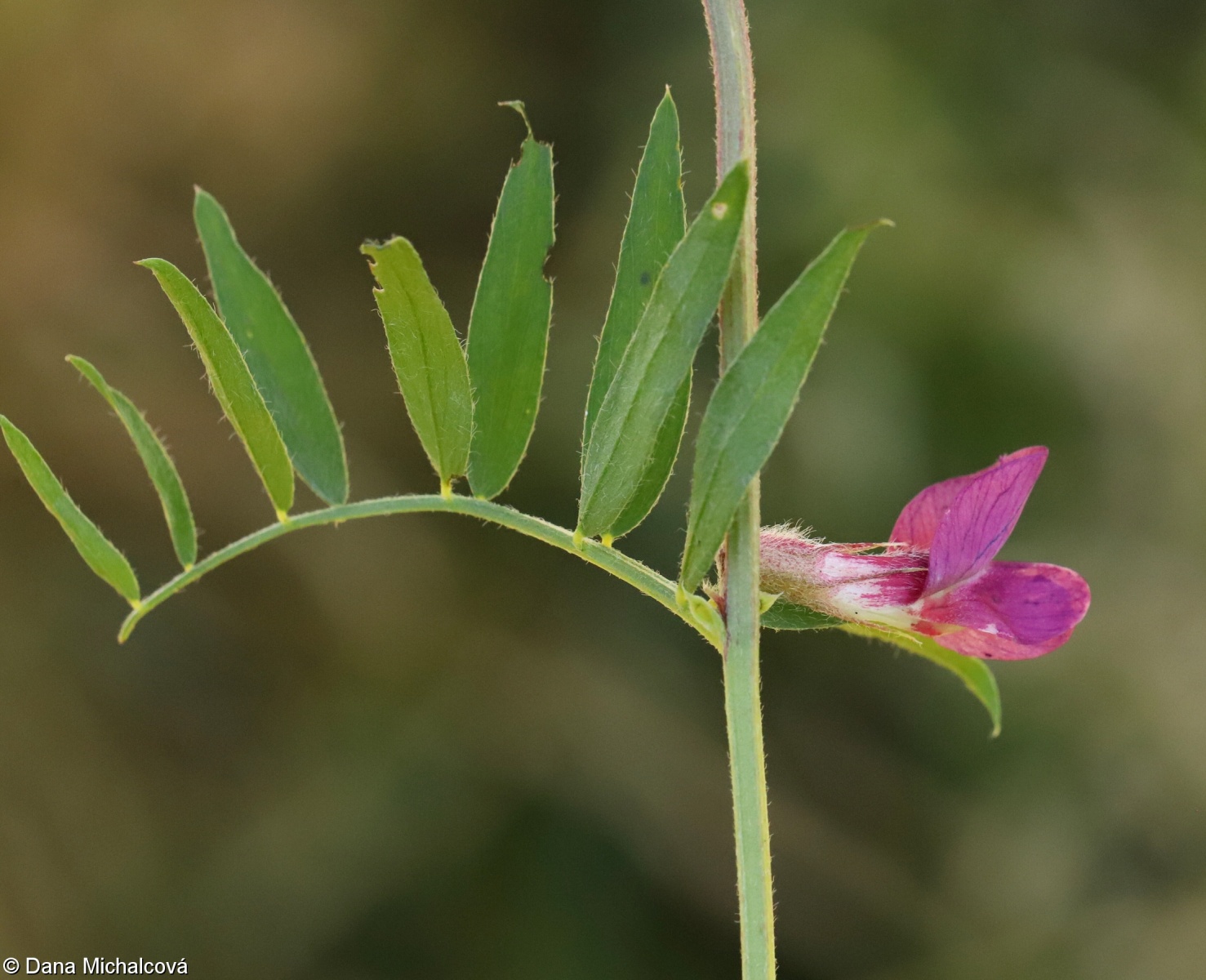 Vicia pannonica – vikev panonská