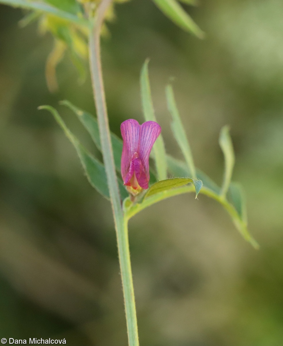 Vicia pannonica subsp. striata – vikev panonská červená