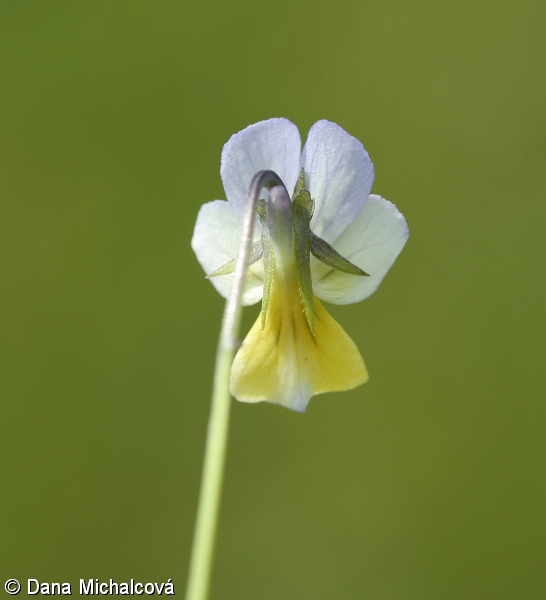 Viola arvensis – violka rolní