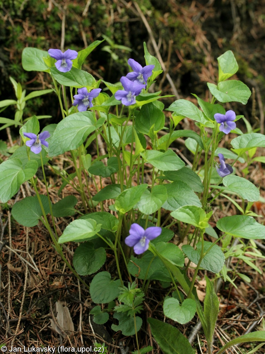Viola canina subsp. ruppii – violka psí horská, violka psí Ruppova