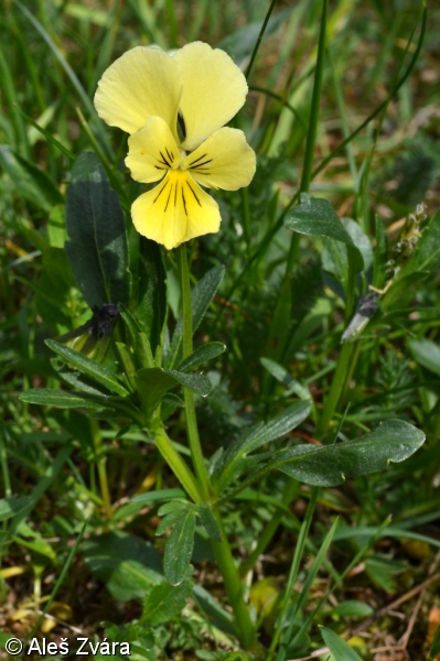Viola lutea subsp. sudetica – violka žlutá sudetská