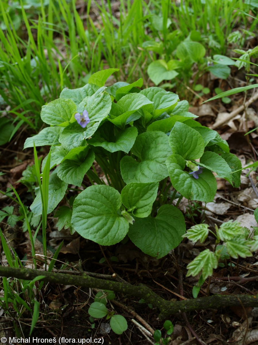Viola mirabilis – violka divotvárná
