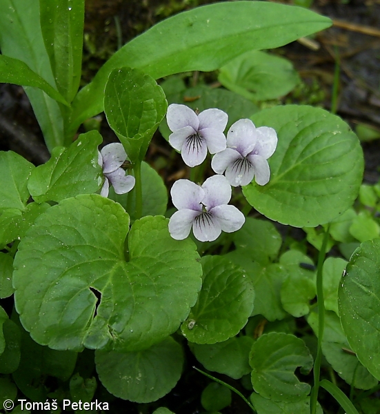 Viola palustris – violka bahenní
